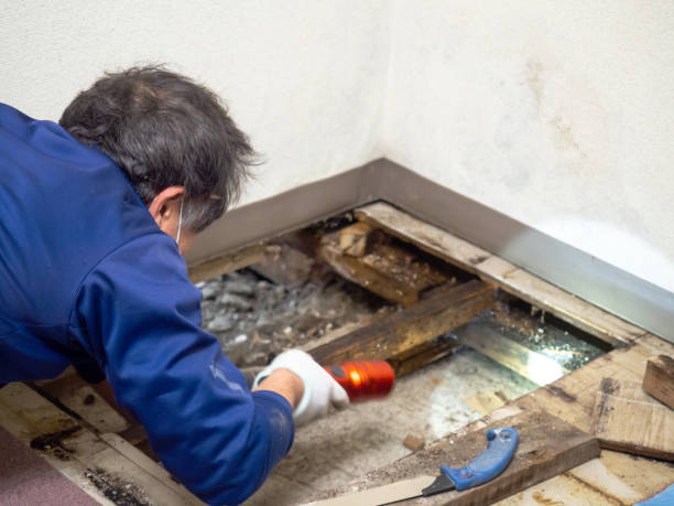 Best Mold Remediation  in Dublin, VA