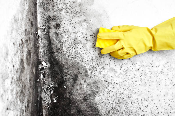 Office Mold Removal Services in Dublin, VA
