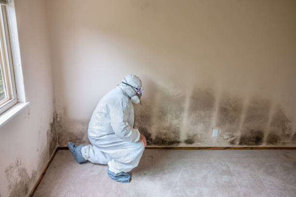 Best Best Mold Removal Companies  in Dublin, VA
