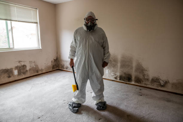 Best Mold Remediation  in Dublin, VA
