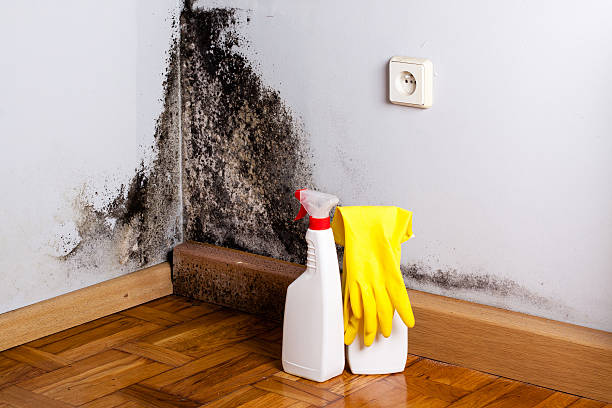 Best Toxic Mold Removal  in Dublin, VA