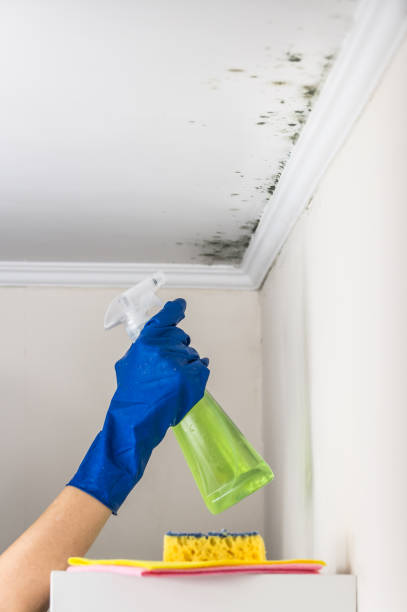 Best Certified Mold Removal  in Dublin, VA